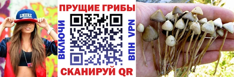 Псилоцибиновые грибы прущие грибы  Юрга 